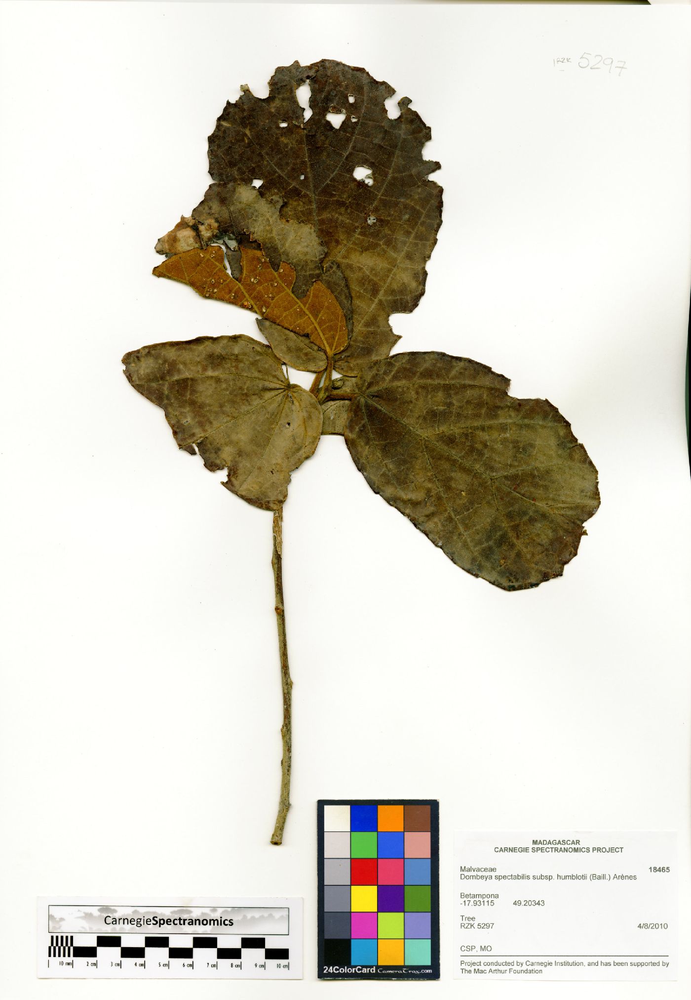 Dombeya spectabilis image