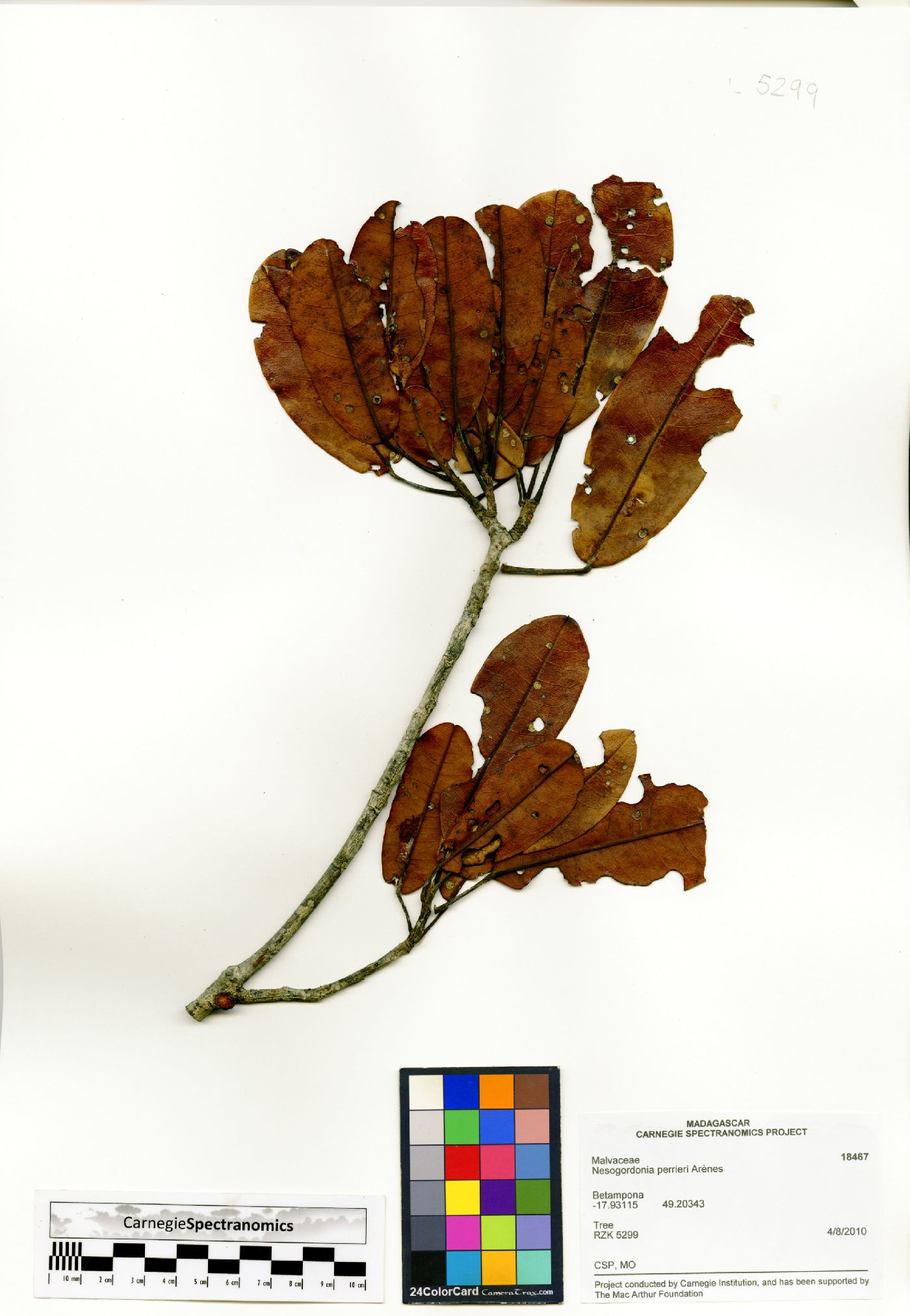 Nesogordonia perrieri image