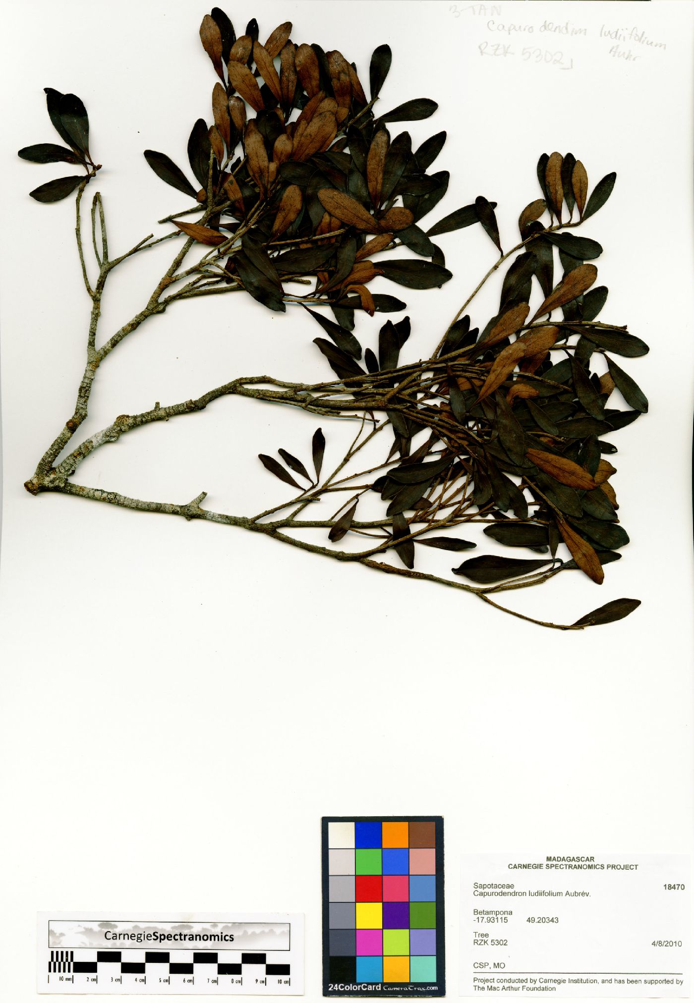Capurodendron ludiifolium image