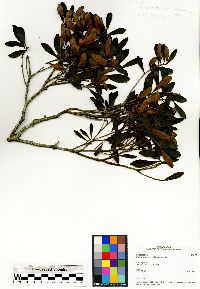 Image of Capurodendron ludiifolium