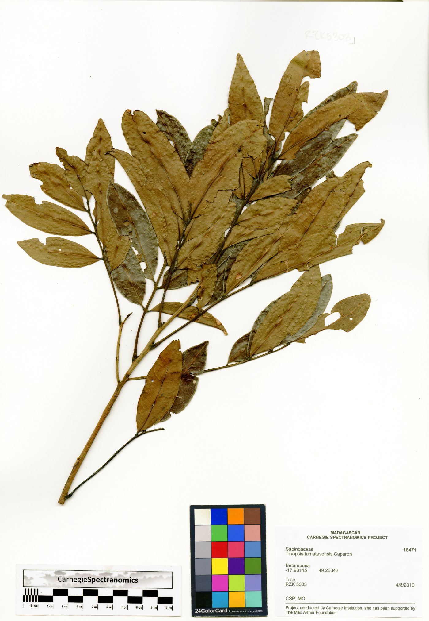 Tina tamatavensis image