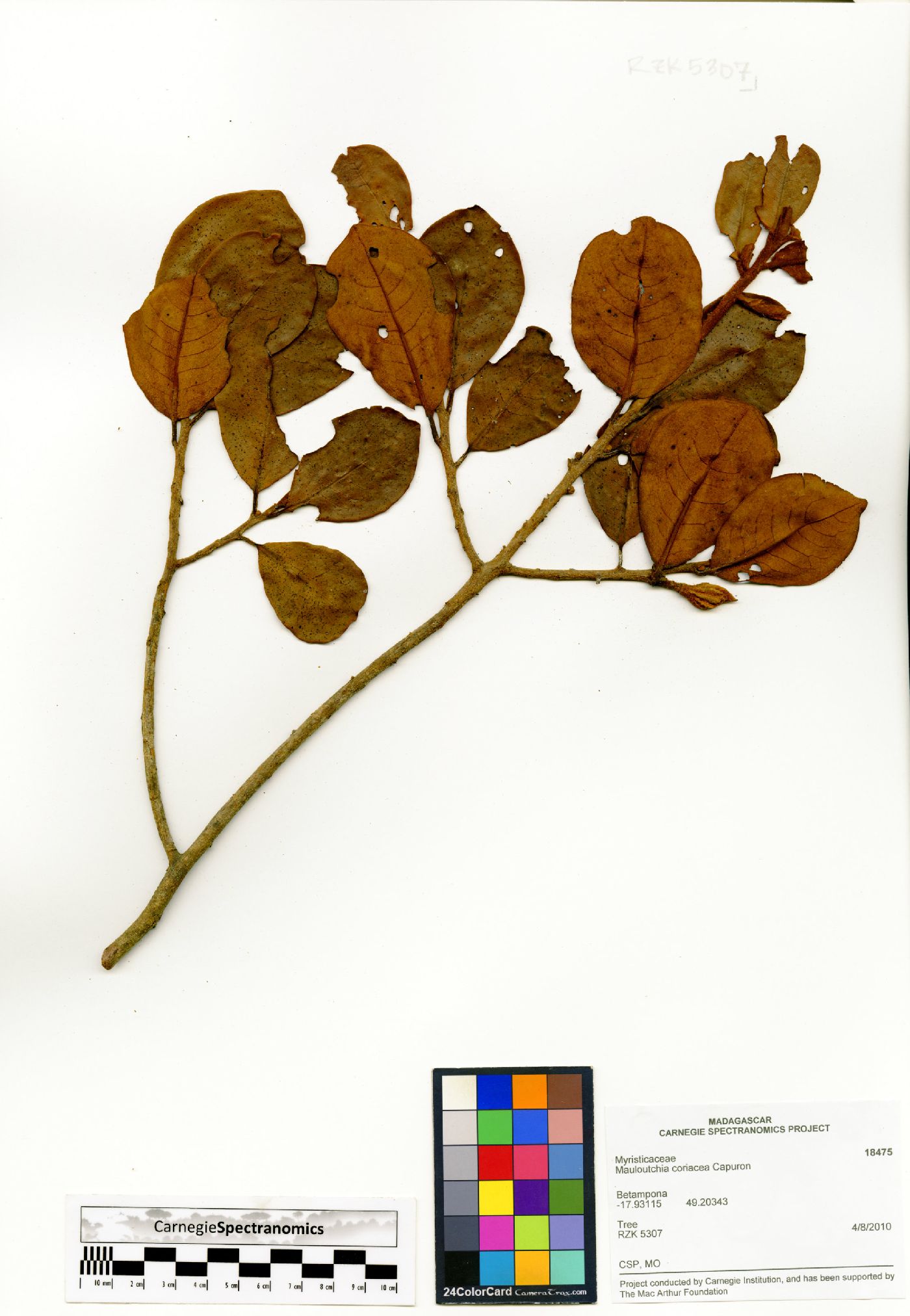 Mauloutchia coriacea image