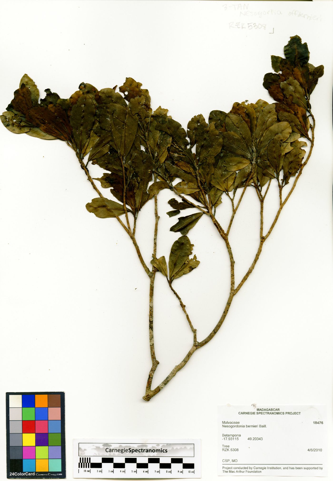 Nesogordonia bernieri image
