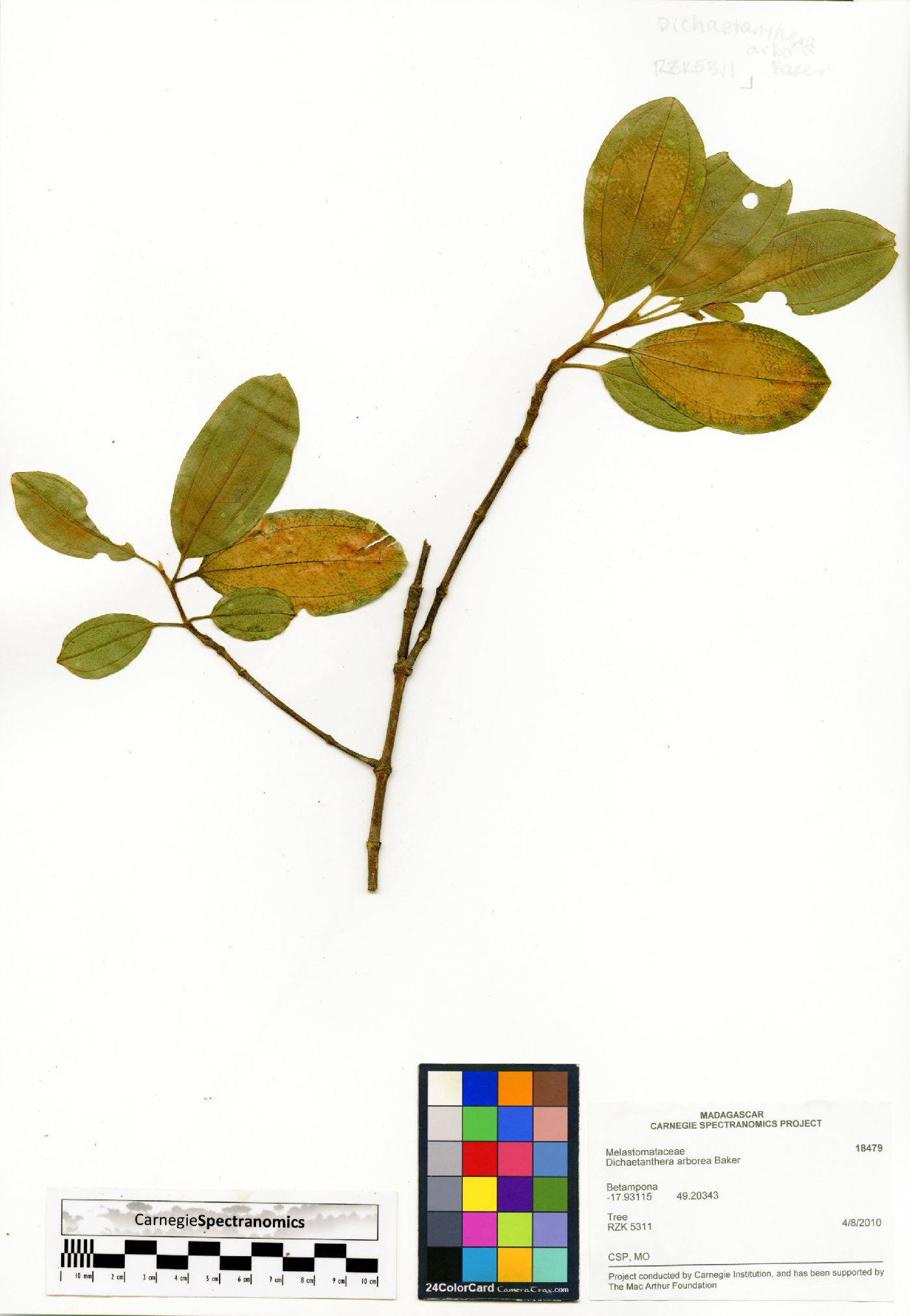 Dichaetanthera image