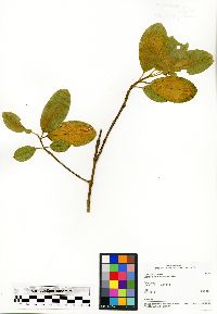Media resource of Dichaetanthera arborea