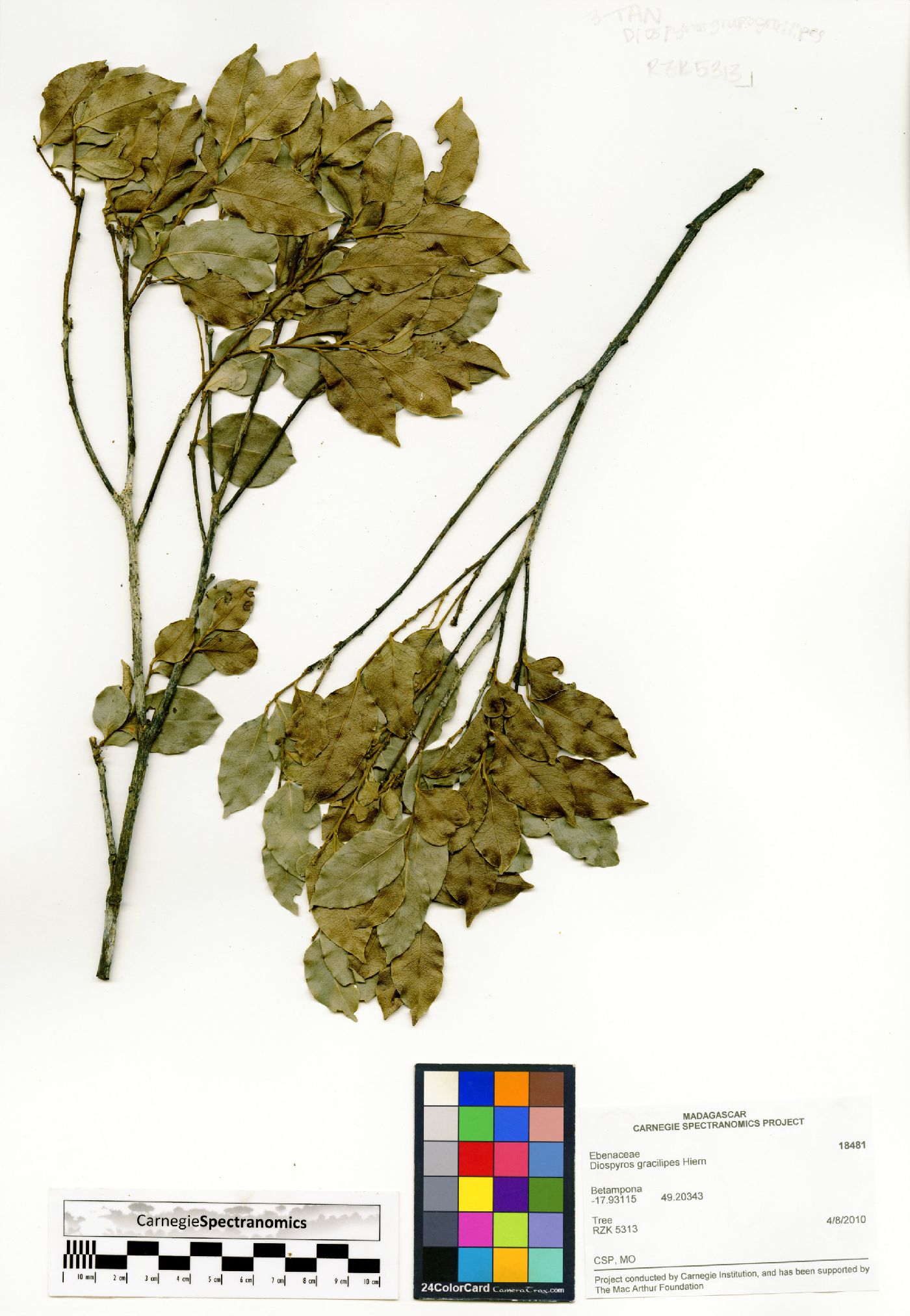 Diospyros gracilipes image