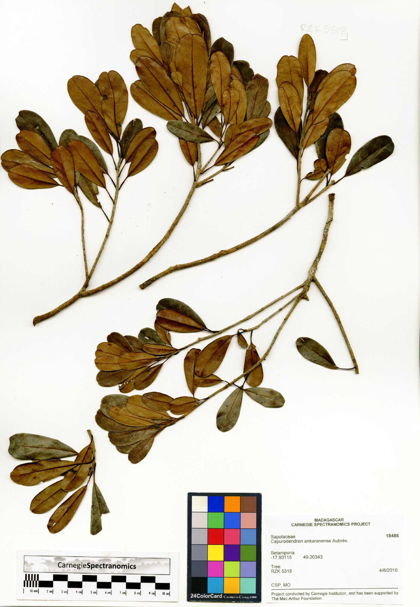 Capurodendron ankaranense image