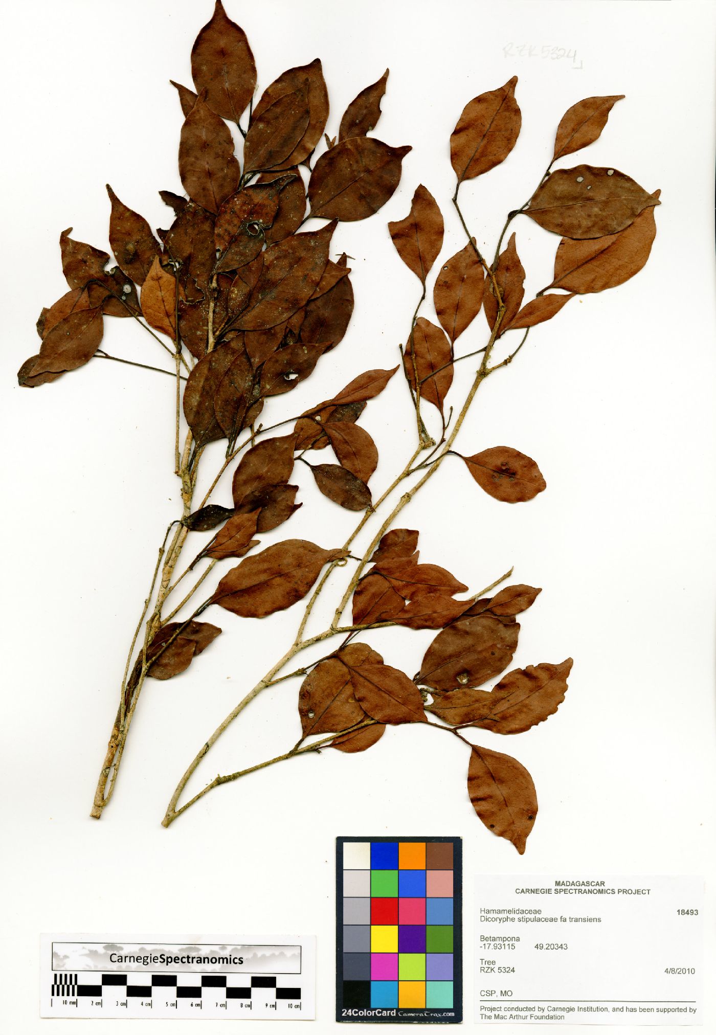 Dicoryphe stipulacea image