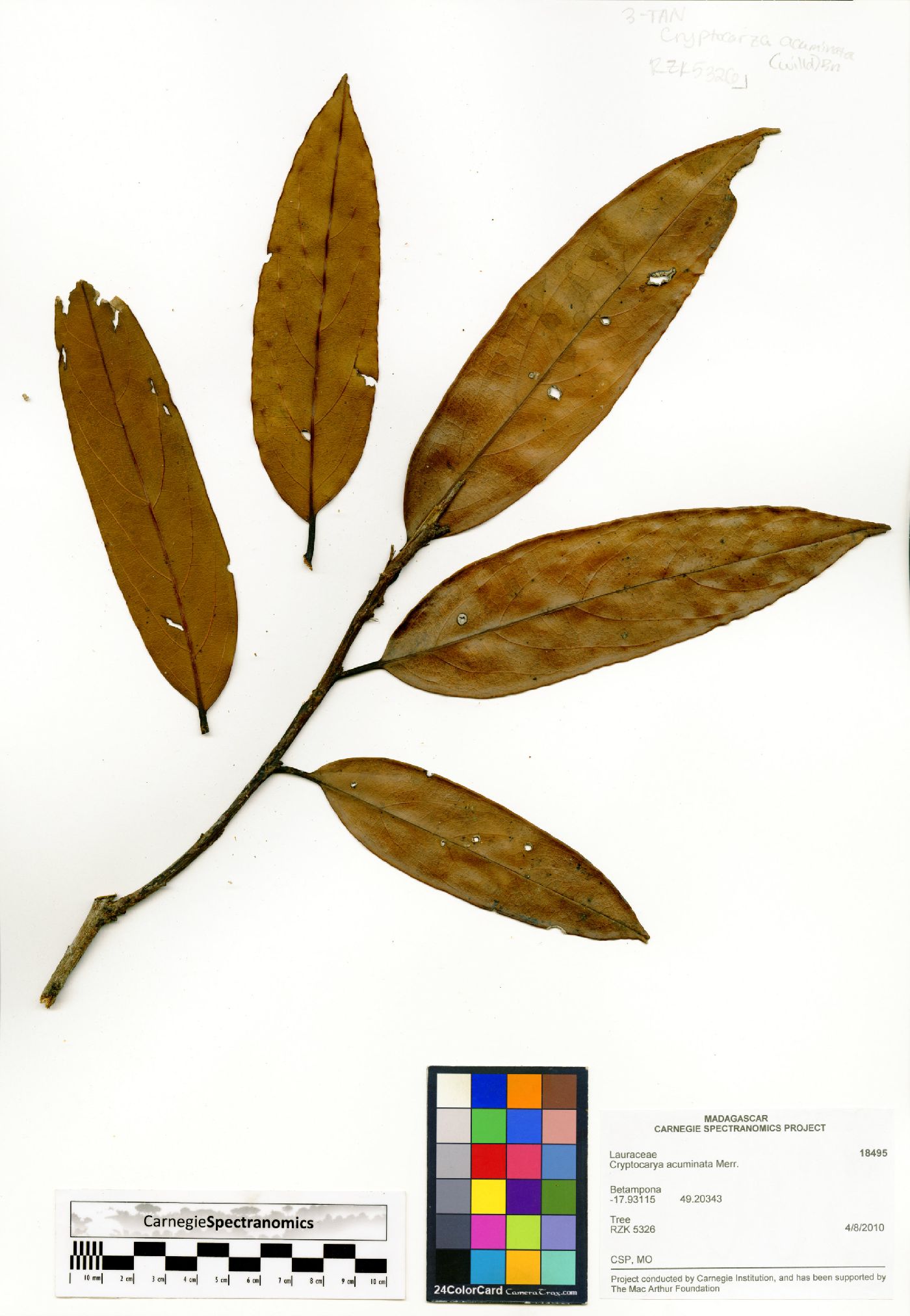 Cryptocarya acuminata image