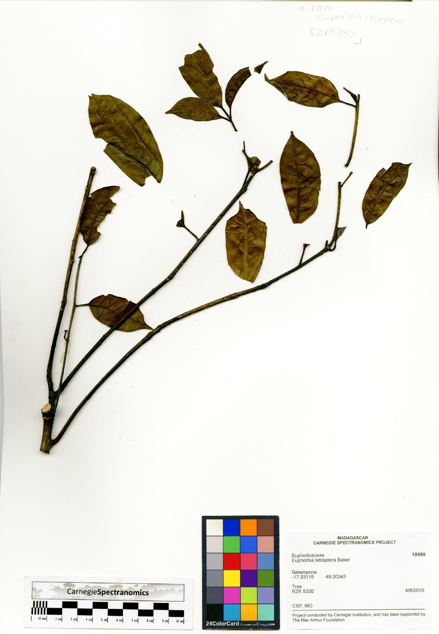 Euphorbia tetraptera image