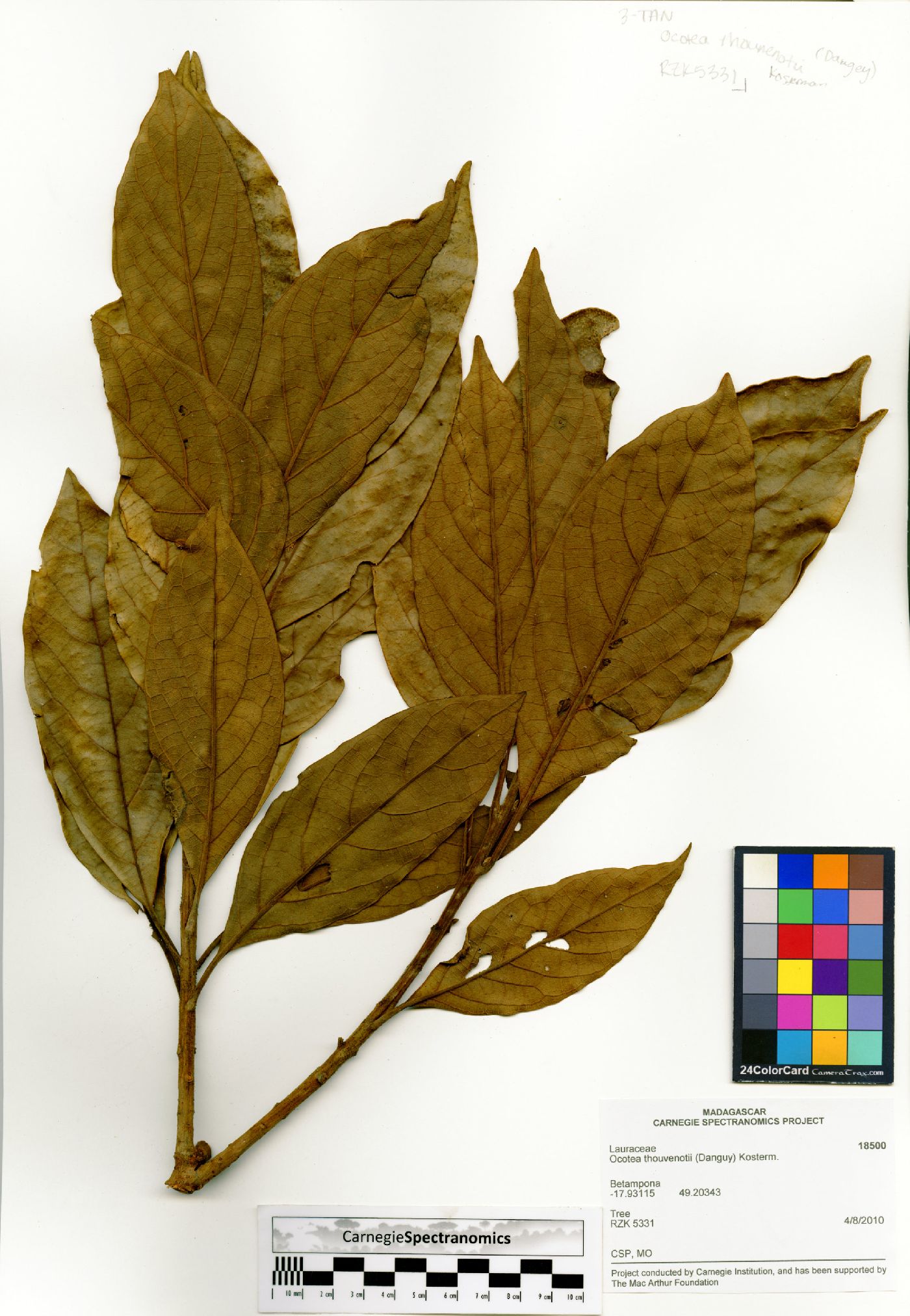 Mespilodaphne thouvenotii image