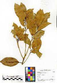 Mespilodaphne cymosa image