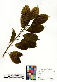 Image of Urera acuminata