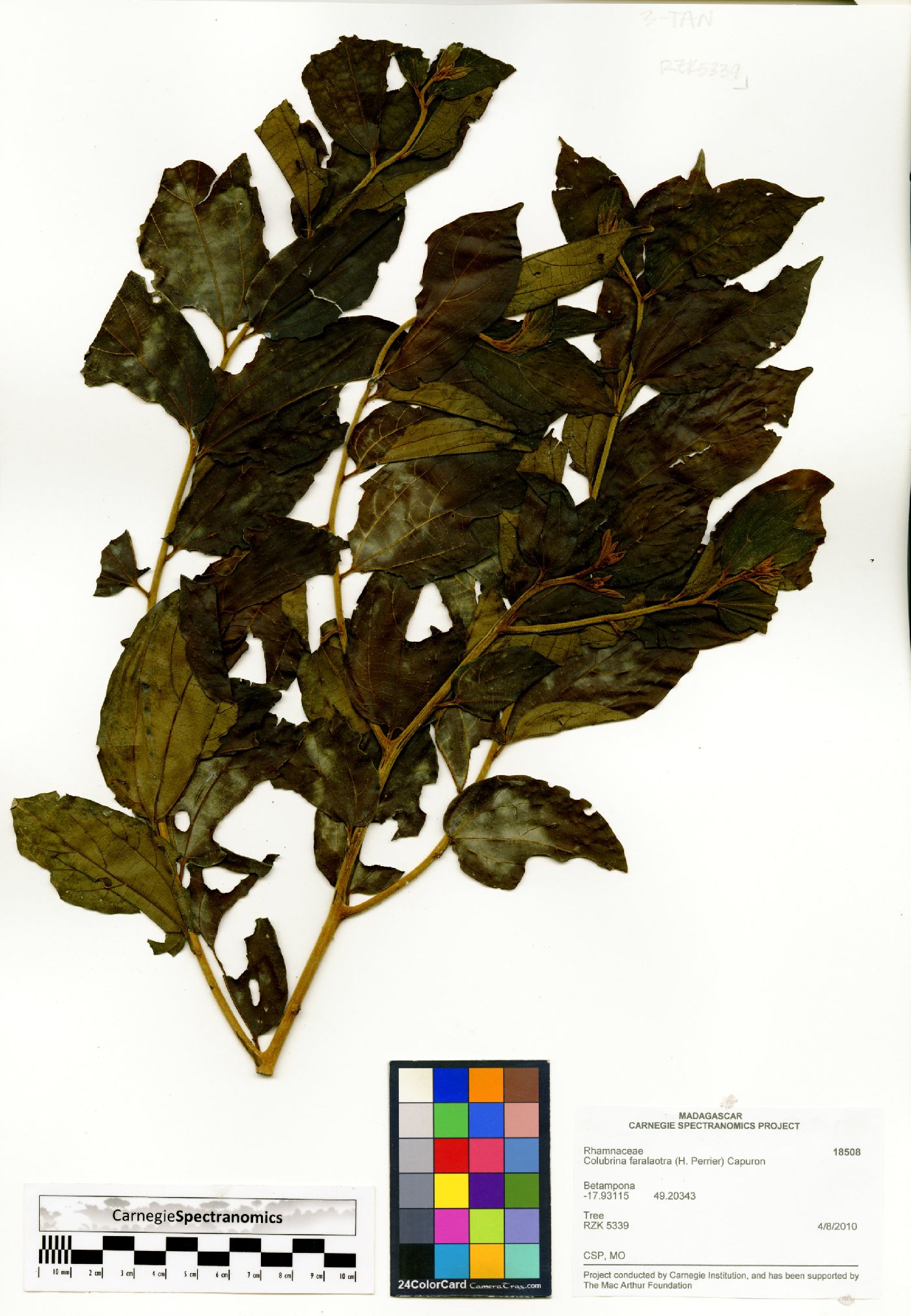 Colubrina faralaotra image