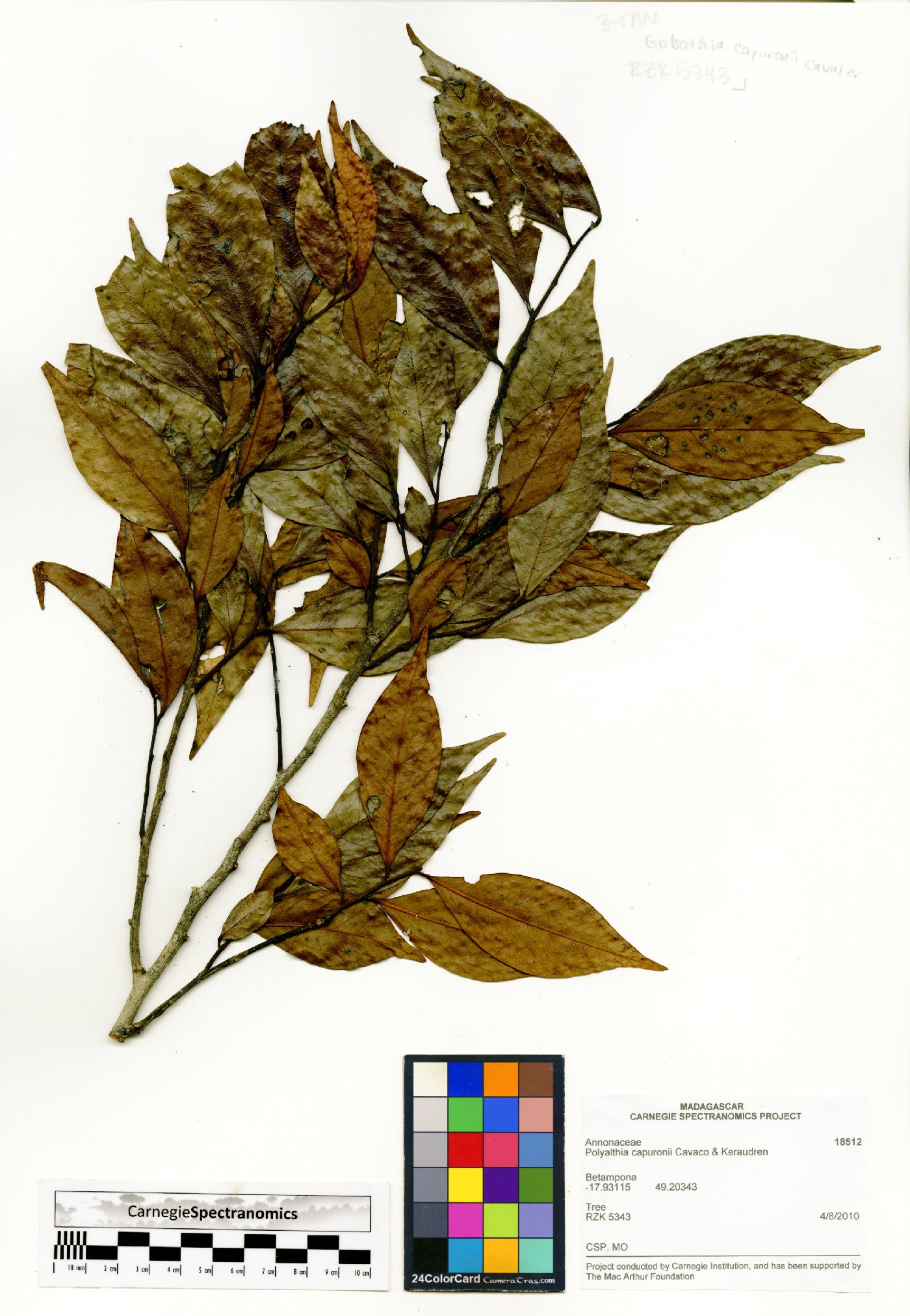 Fenerivia capuronii image