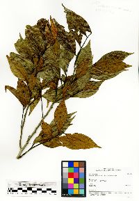 Media resource of Fenerivia capuronii