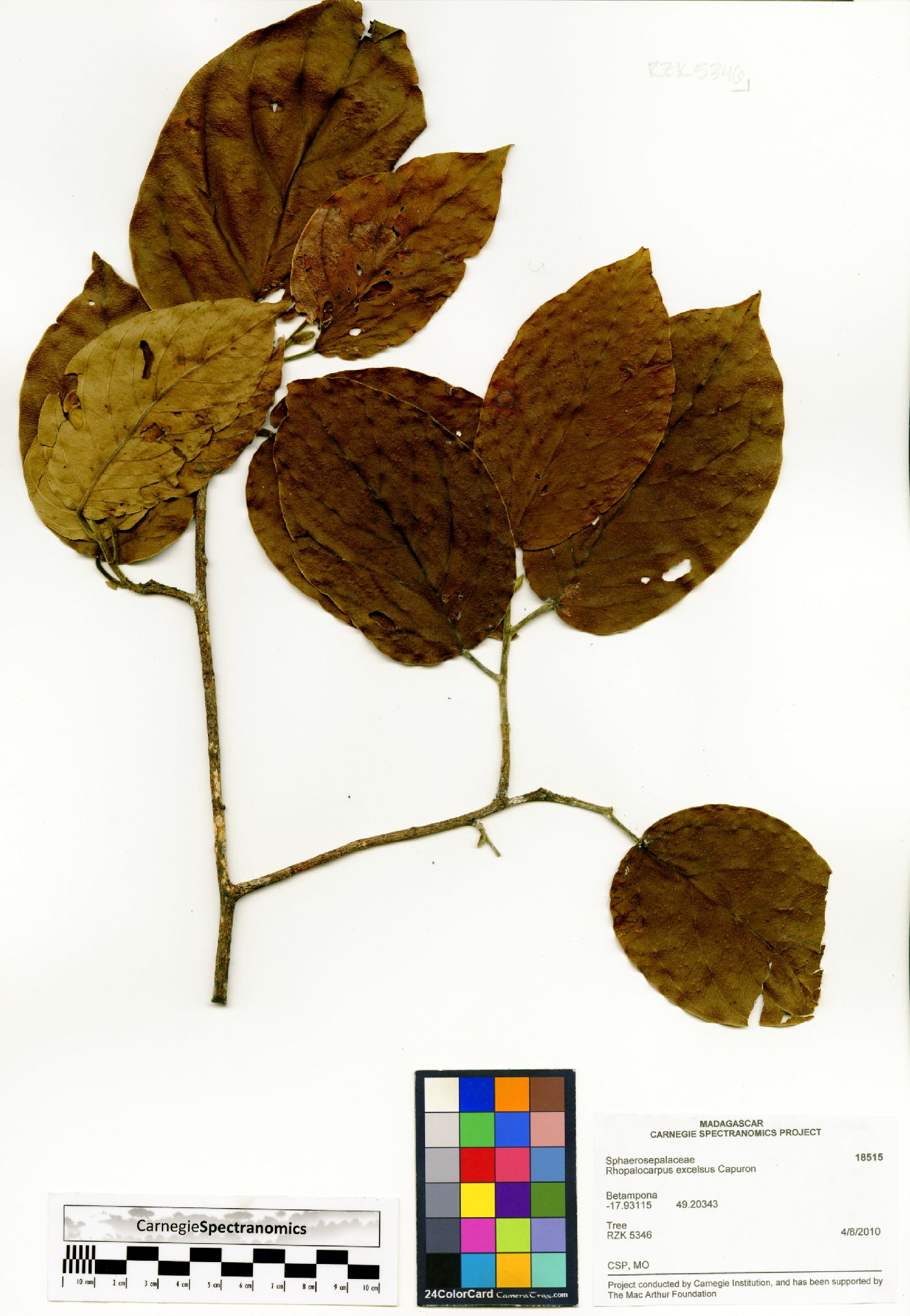 Rhopalocarpus excelsus image