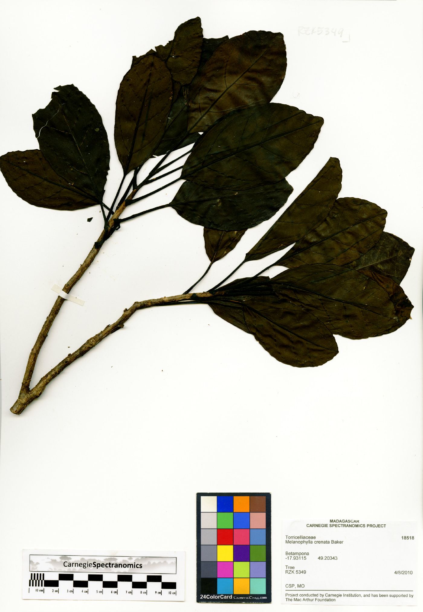 Melanophylla crenata image