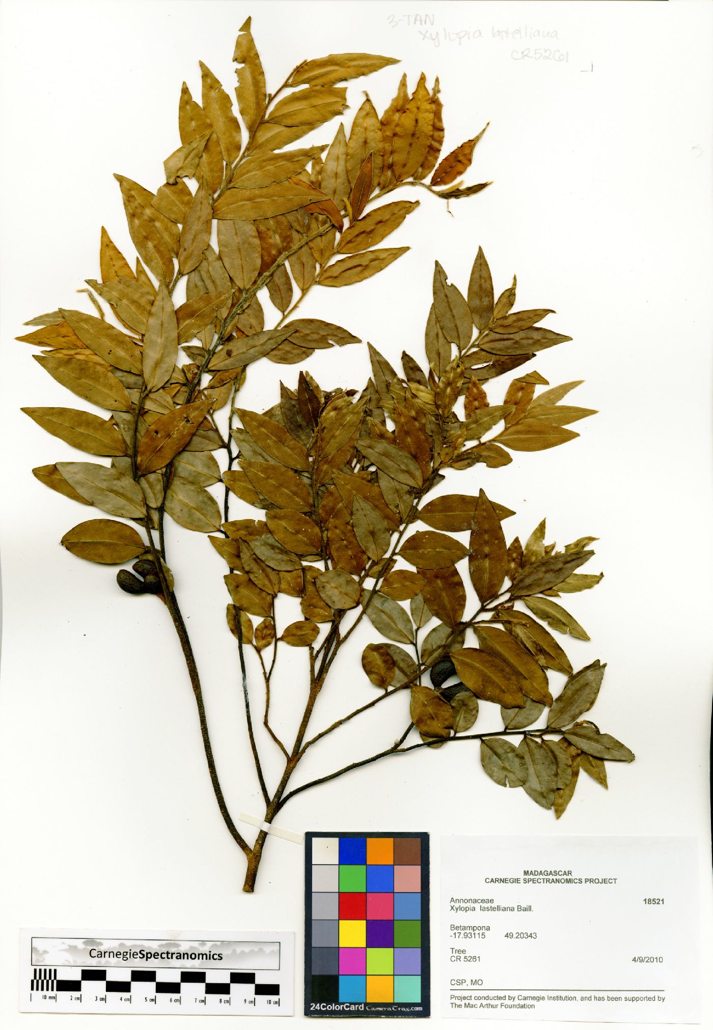 Xylopia lastelliana image