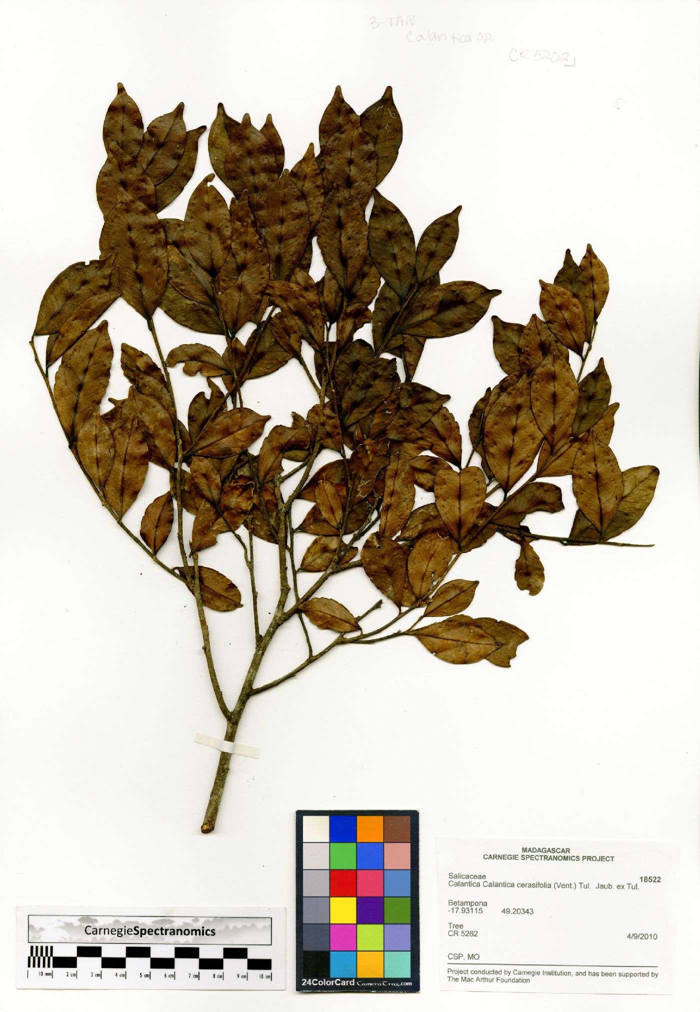 Calantica cerasifolia image
