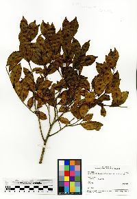 Image of Calantica cerasifolia