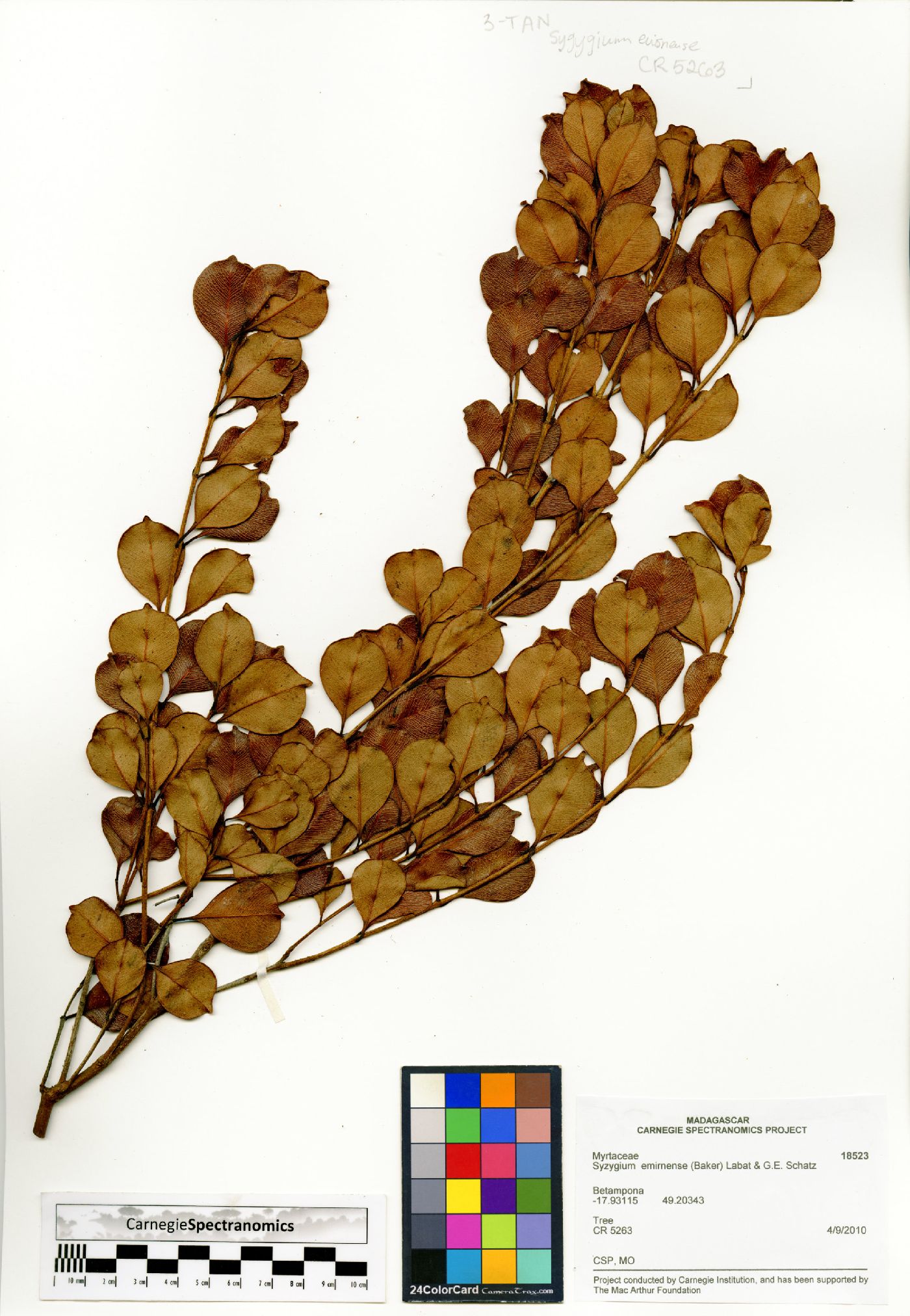 Syzygium emirnense image