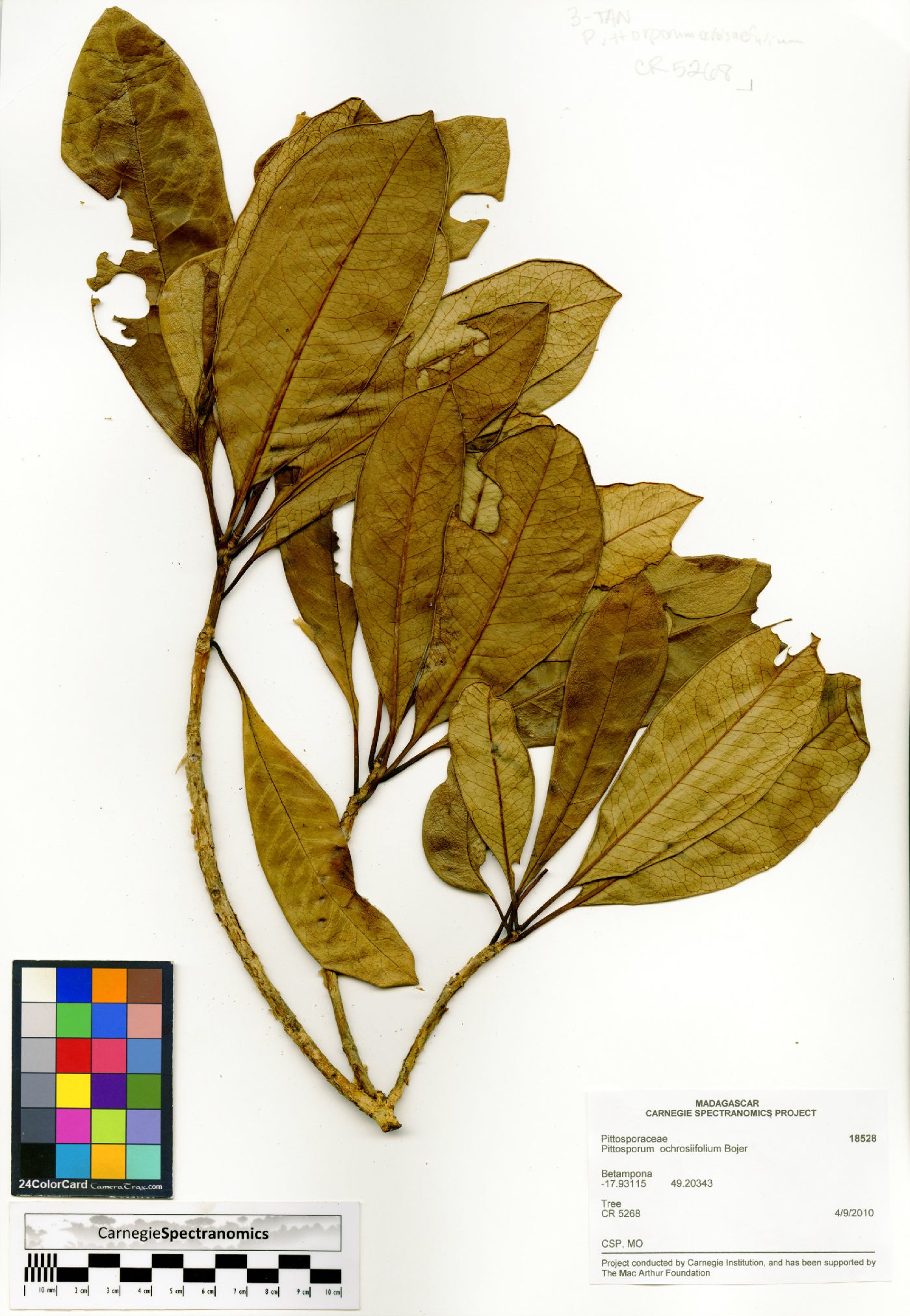 Pittosporum ochrosiifolium image