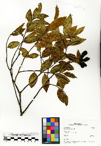 Xylopia buxifolia image