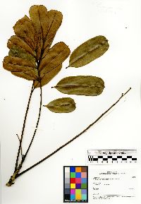 Image of Zanthoxylum madagascariense