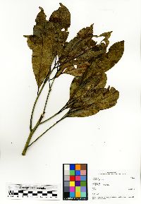 Mespilodaphne cymosa image