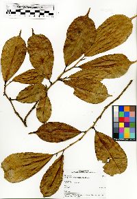 Trilepisium madagascariense image