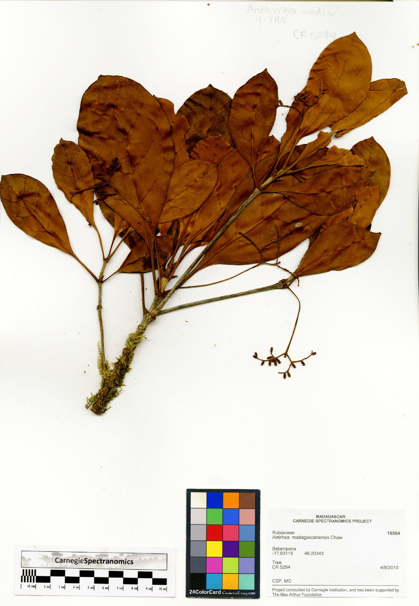 Antirhea madagascariensis image