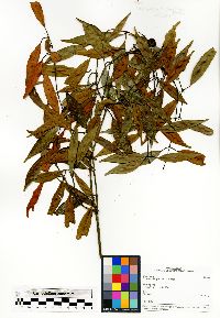 Symphonia pauciflora image