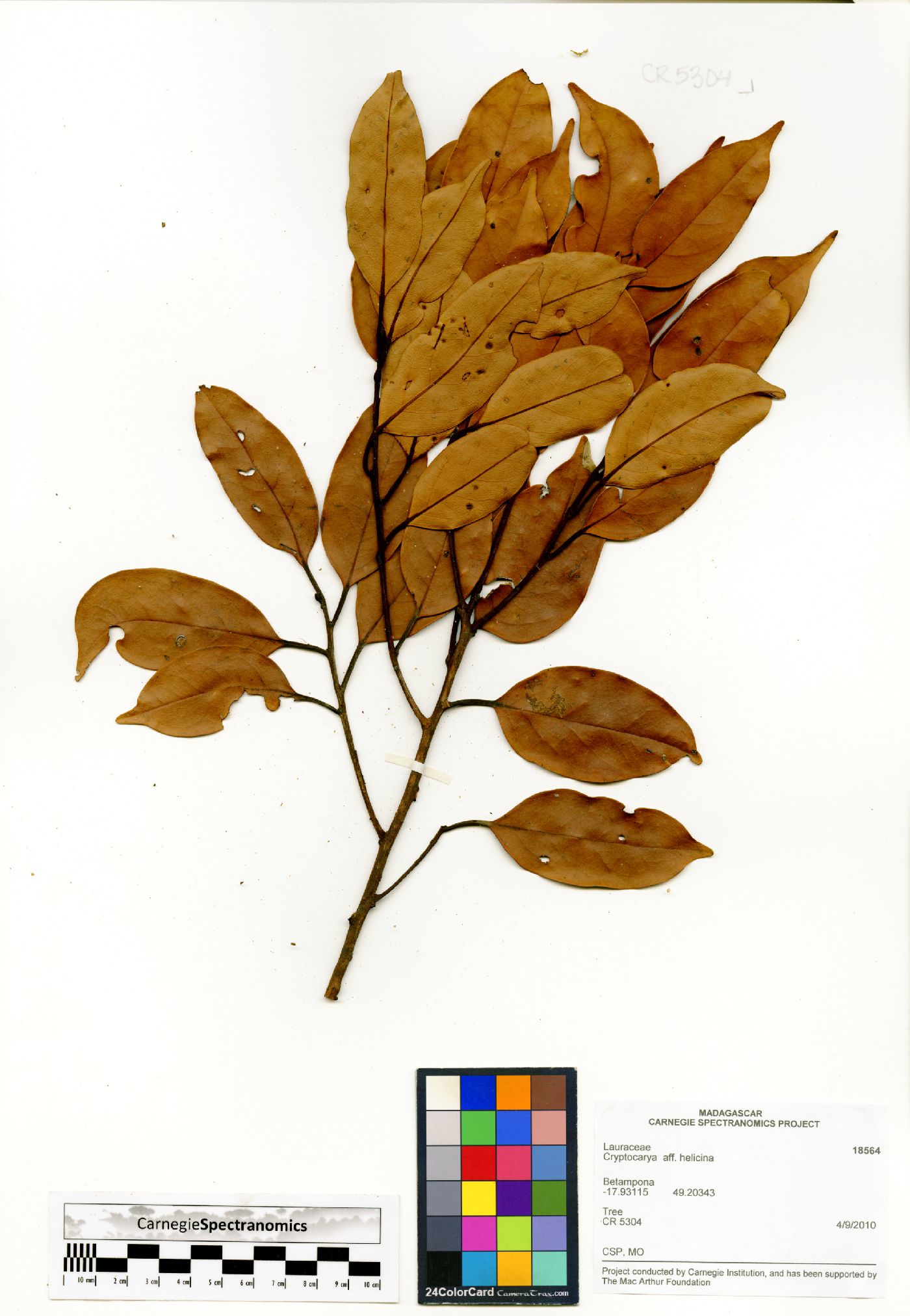 Cryptocarya helicina image