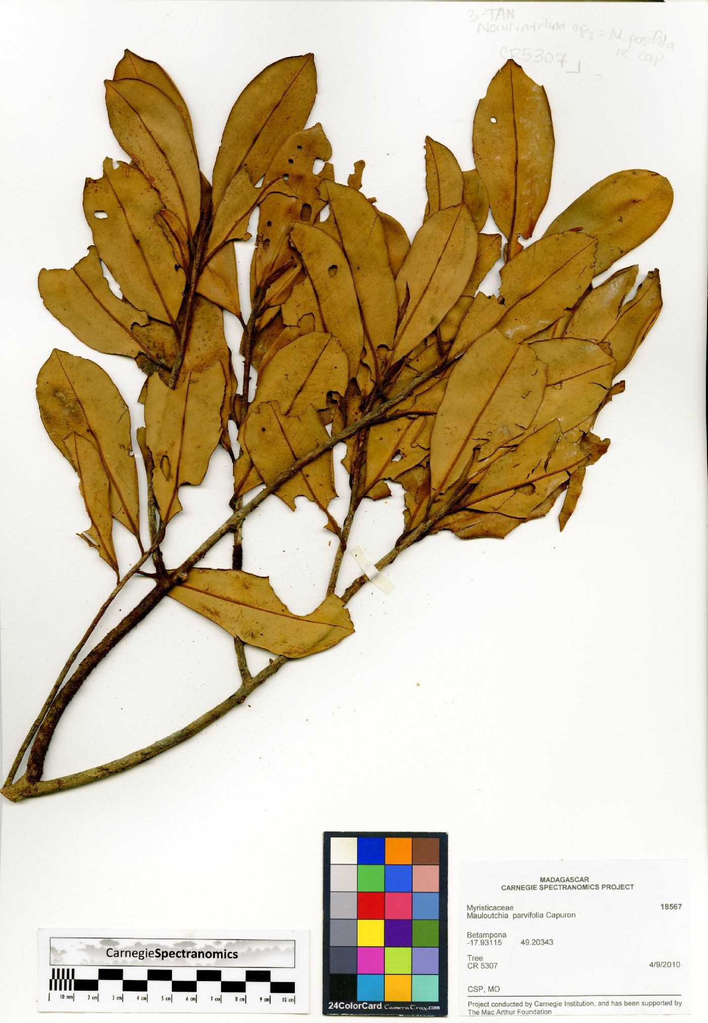 Mauloutchia parvifolia image