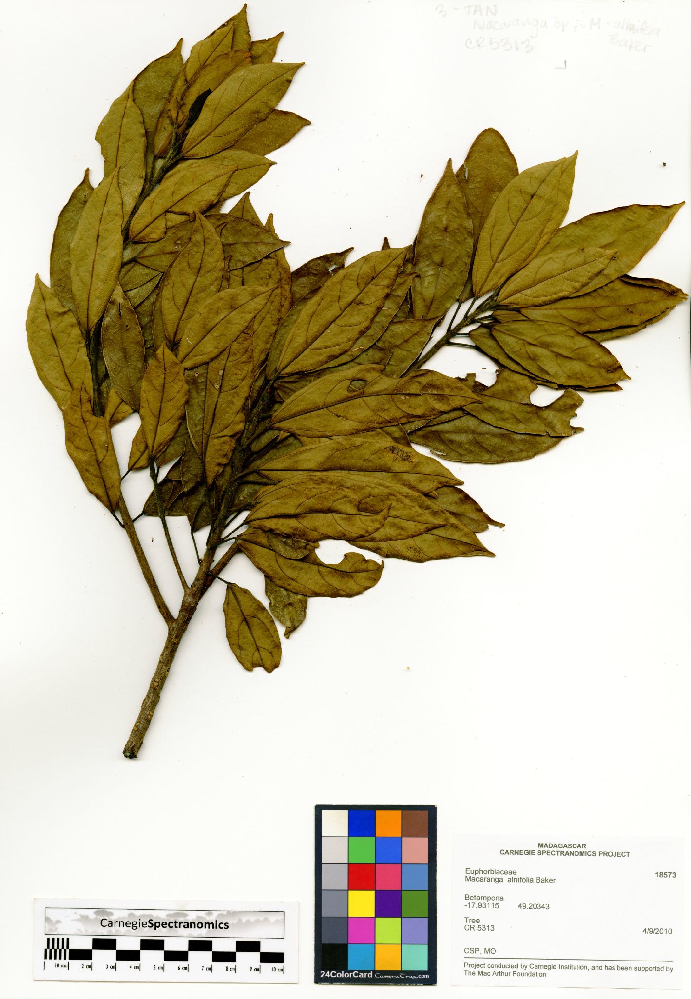 Macaranga alnifolia image