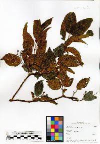 Image of Psorospermum malifolium