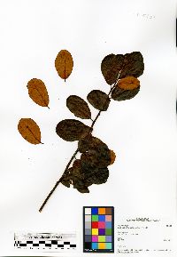 Image of Embelia madagascariensis