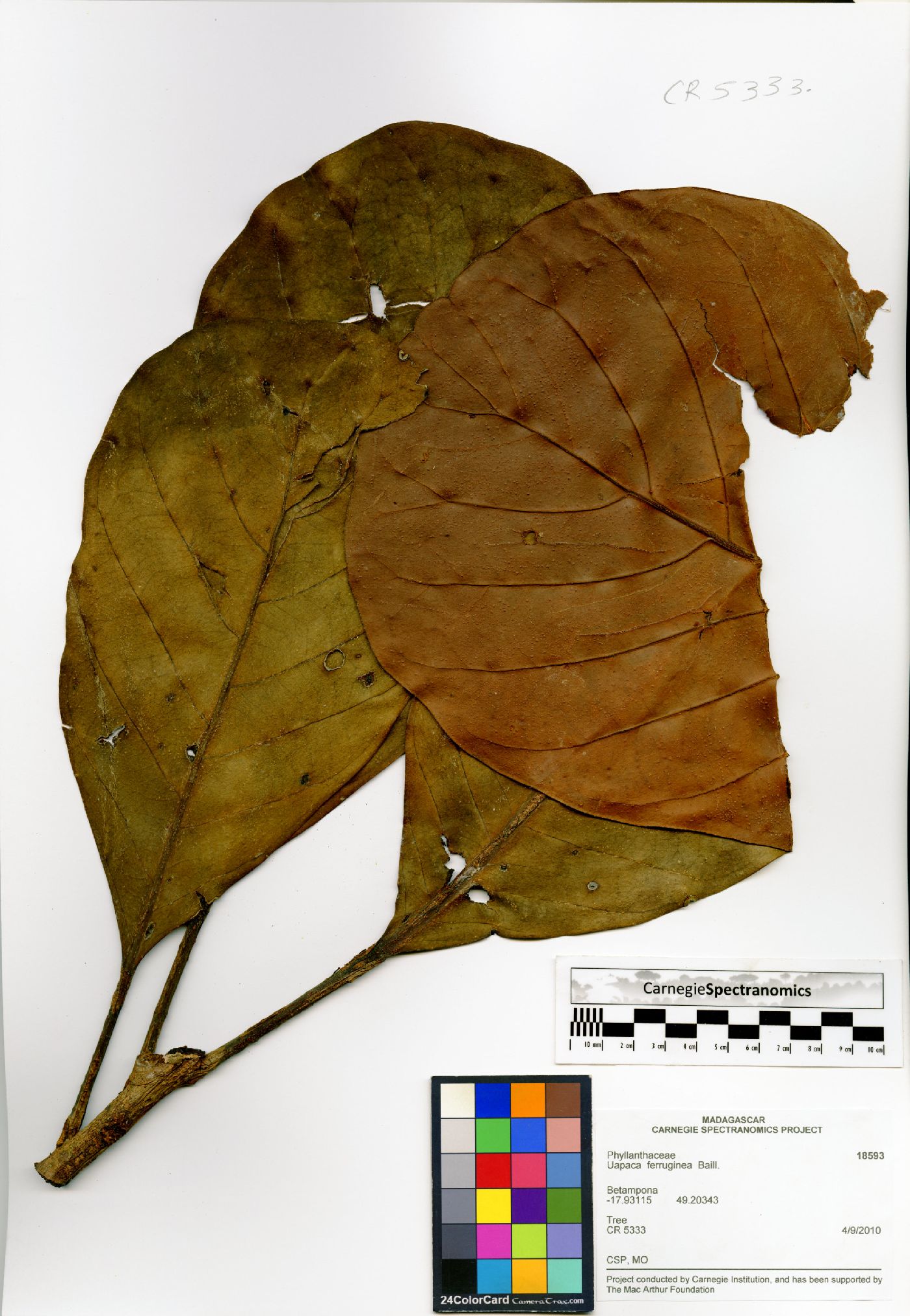 Uapaca ferruginea image