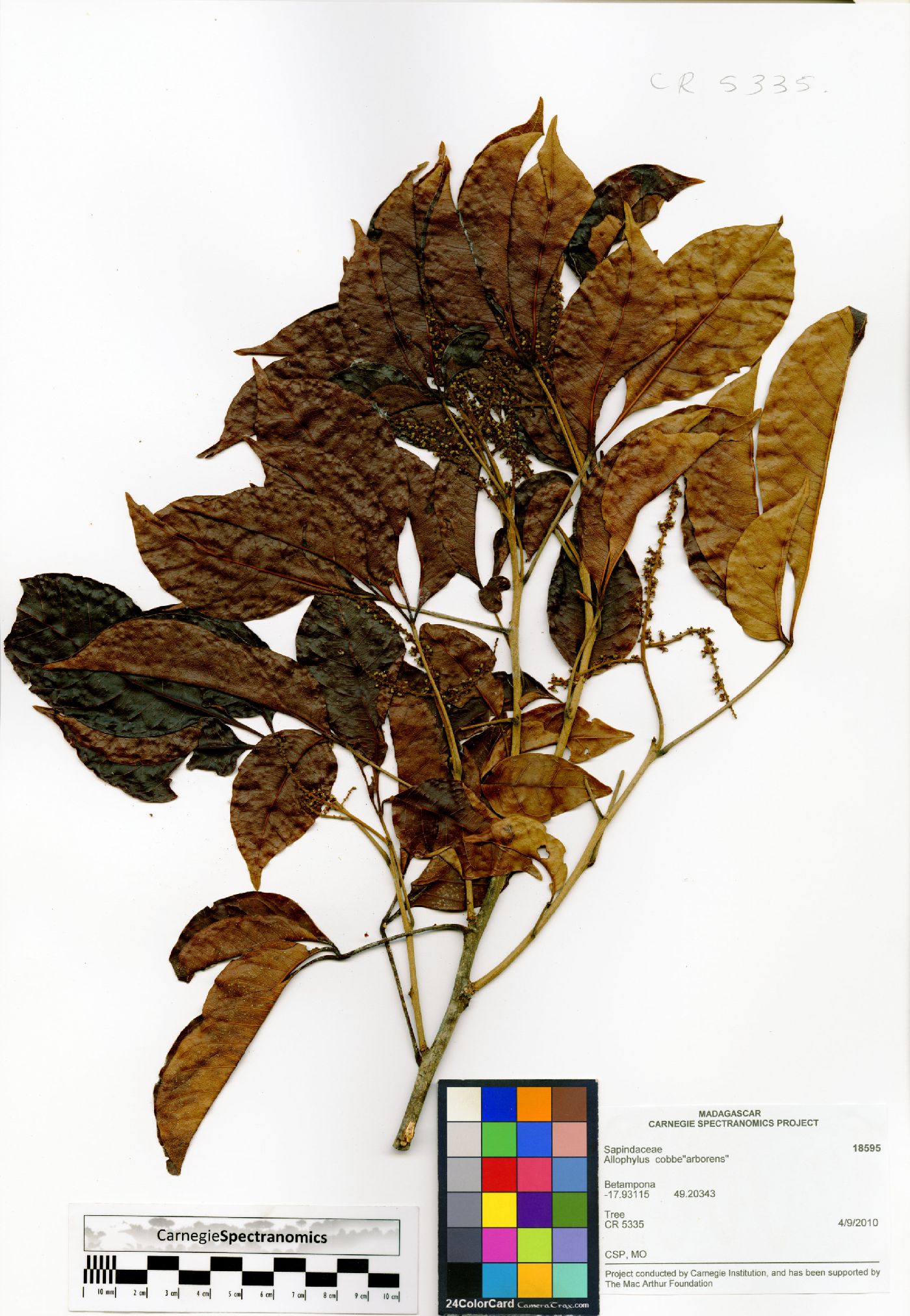 Allophylus cobbe image