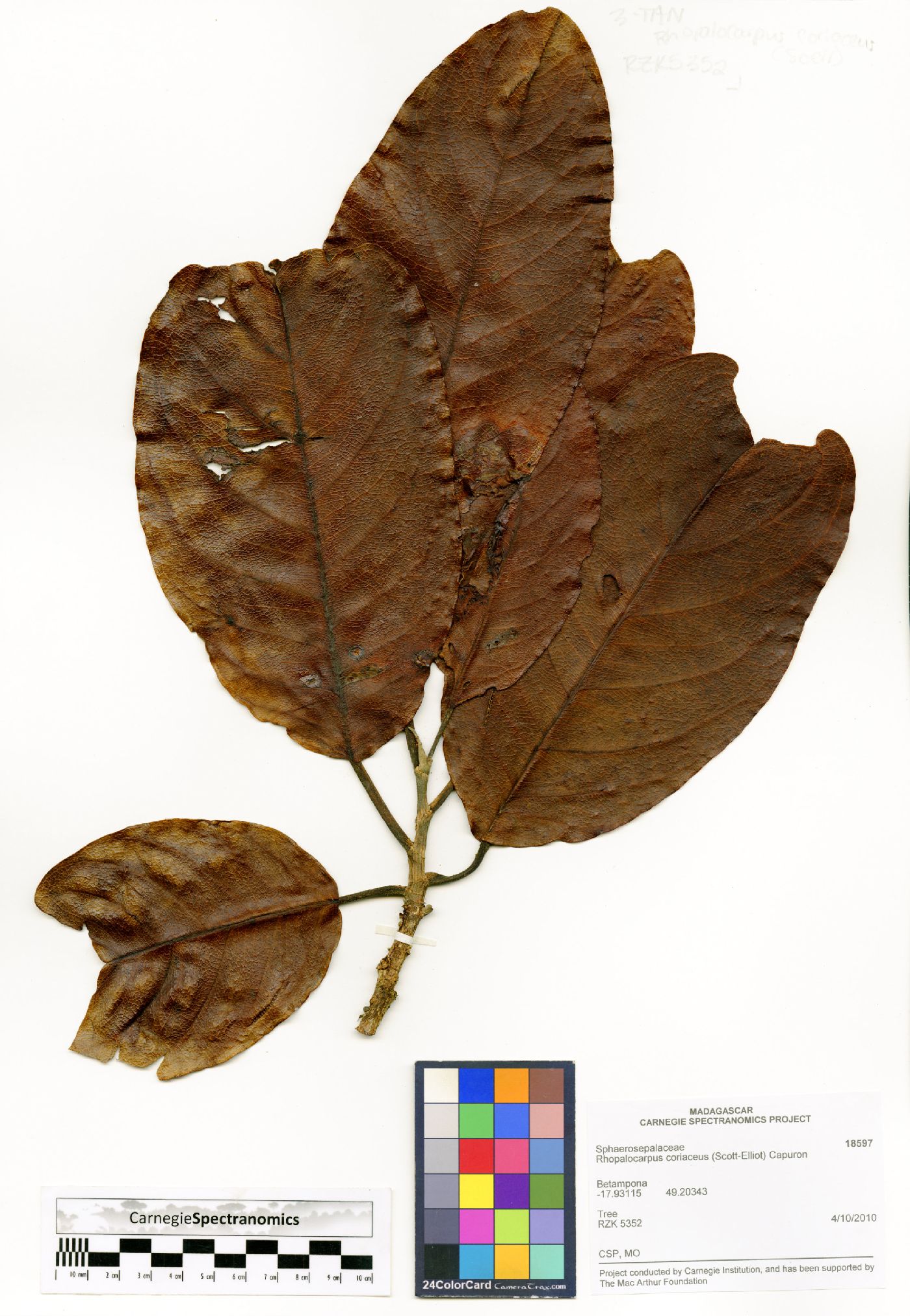 Rhopalocarpus coriaceus image