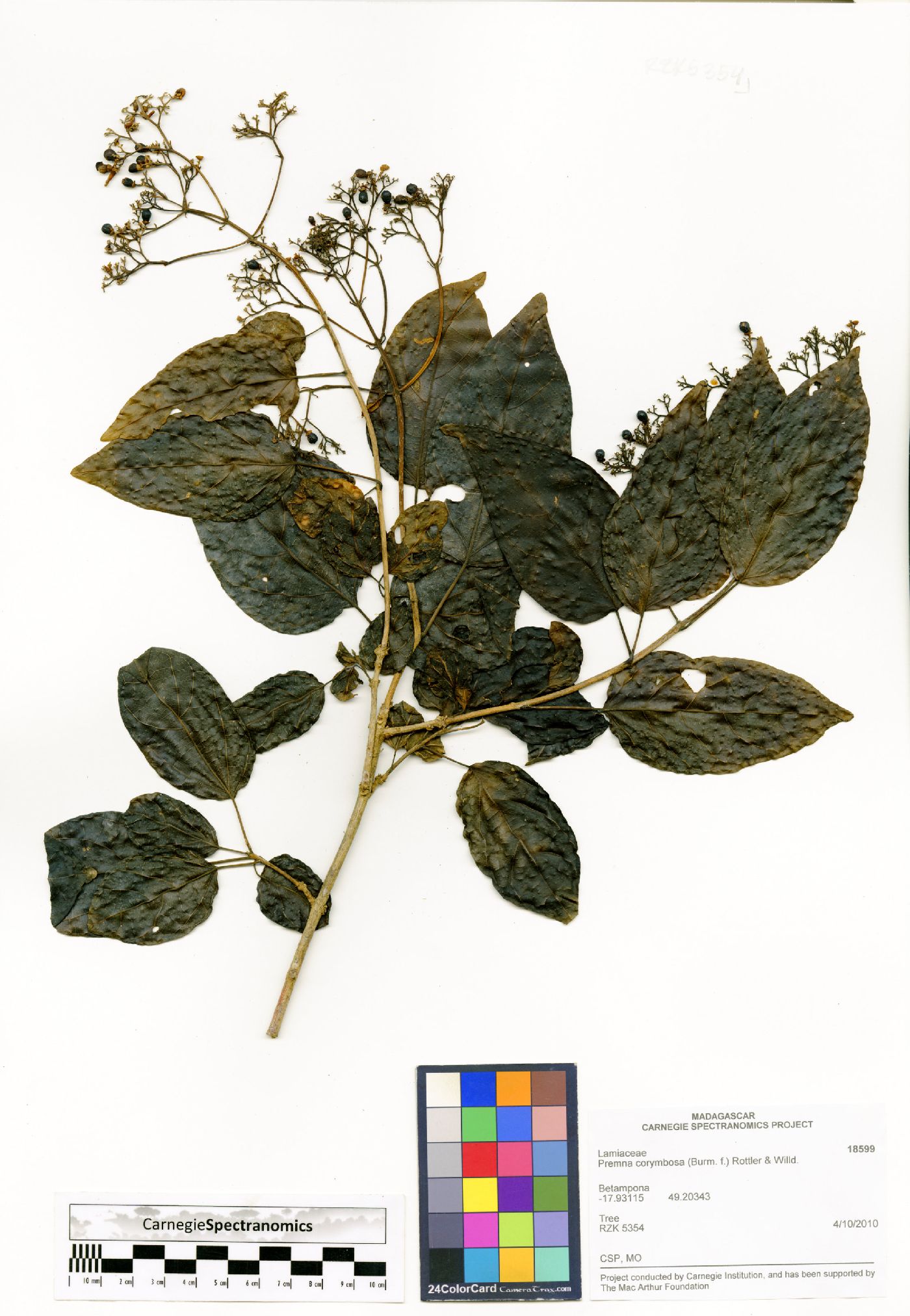 Premna corymbosa image