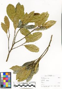 Image of Ficus ampana