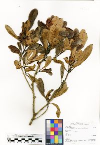 Image of Capurodendron tampinense