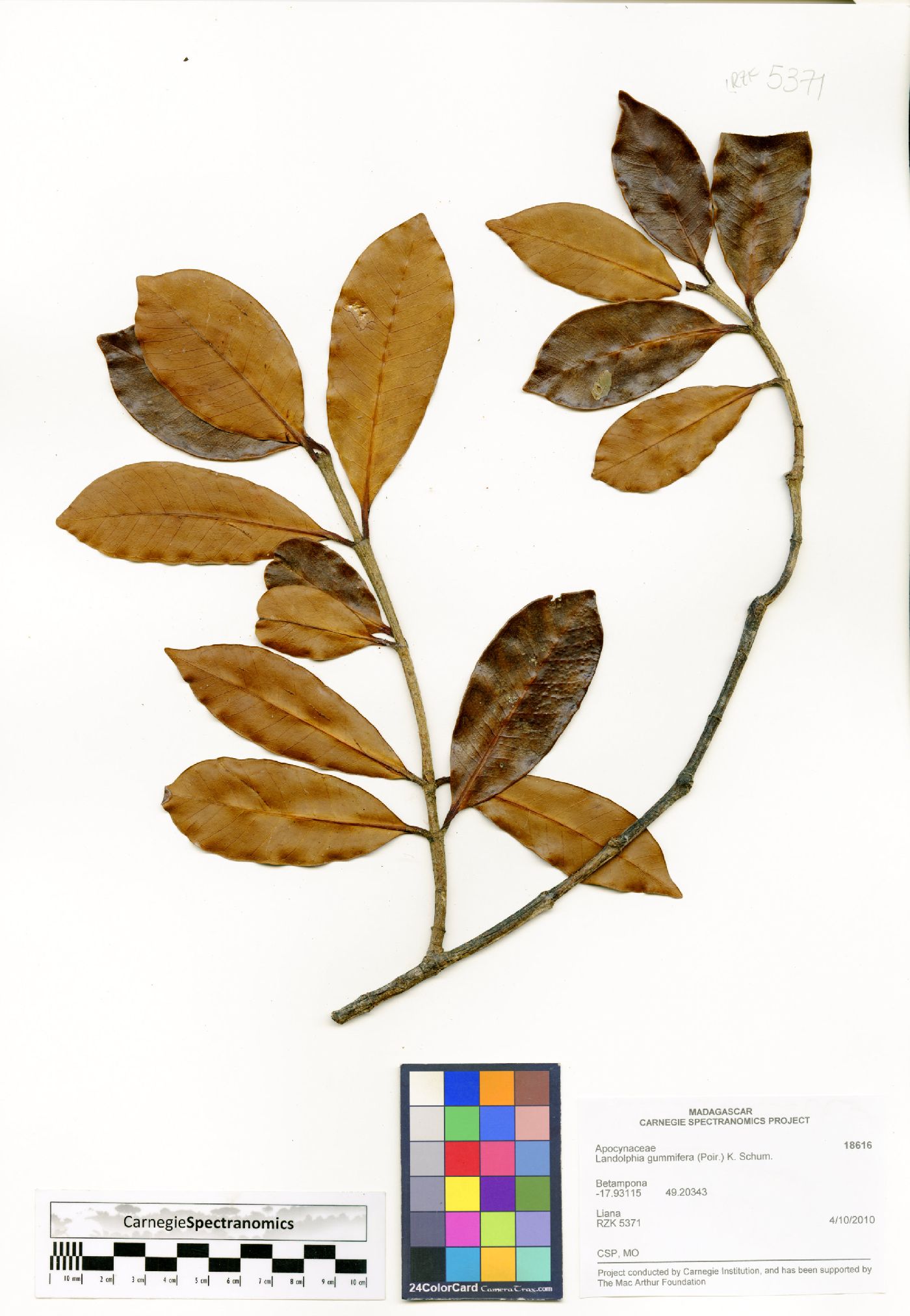 Landolphia gummifera image