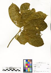 Brachylaena ramiflora image
