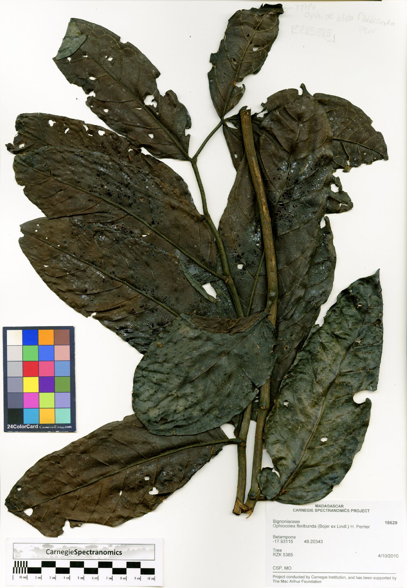 Colea floribunda image