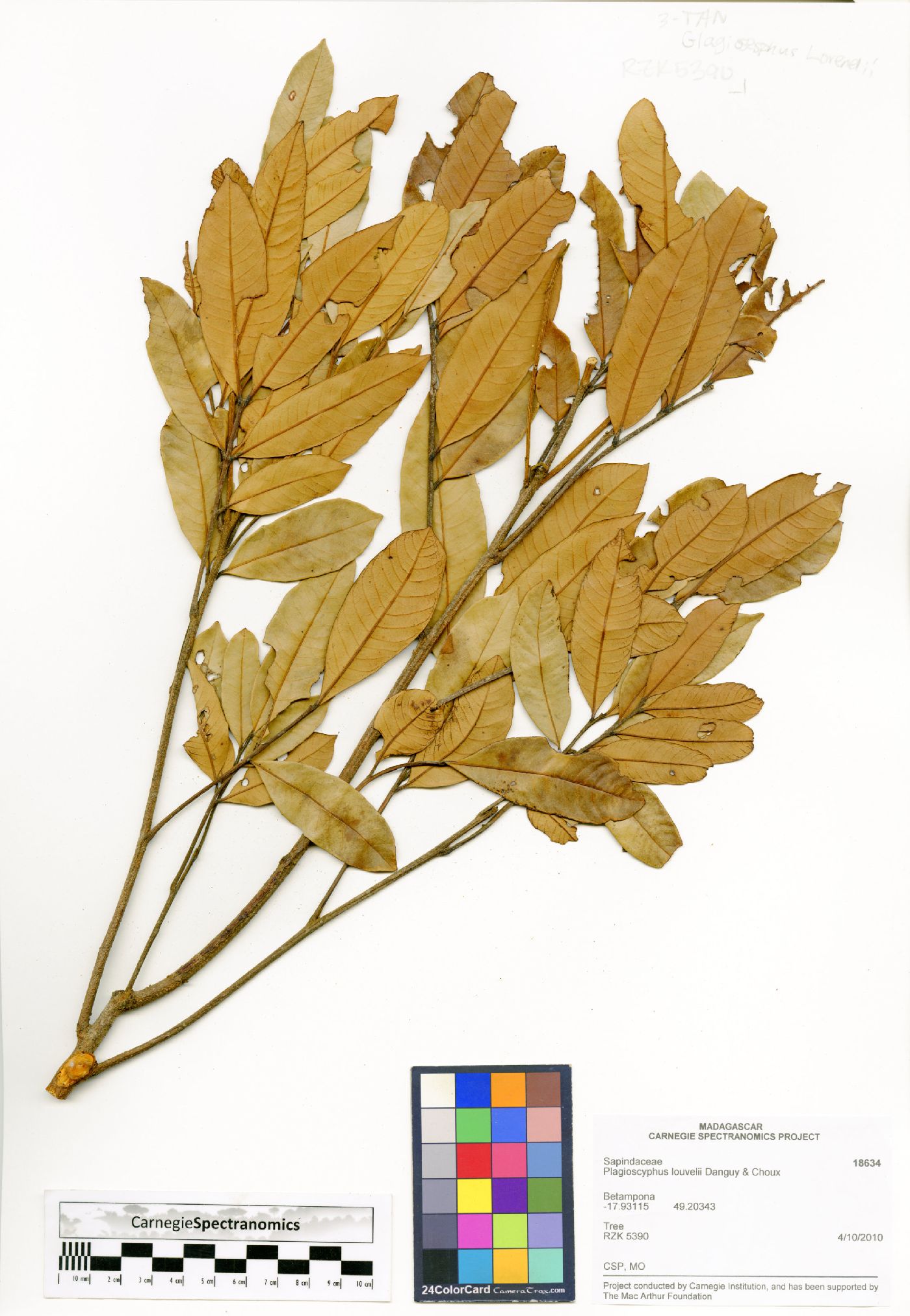 Plagioscyphus louvelii image