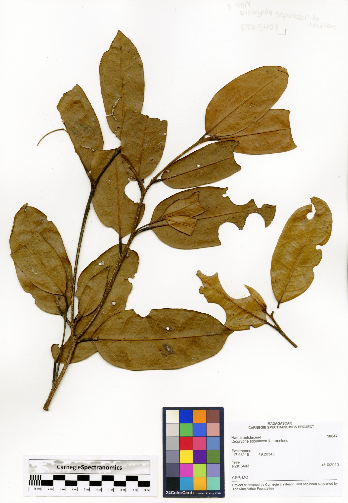 Dicoryphe stipulacea image