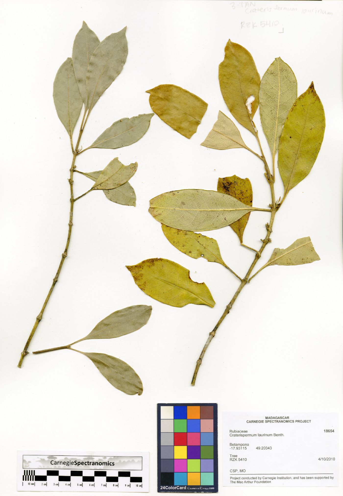 Craterispermum laurinum image